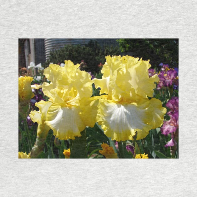 Yellow Bearded Iris Cottage Garden Flowers by SarahRajkotwala